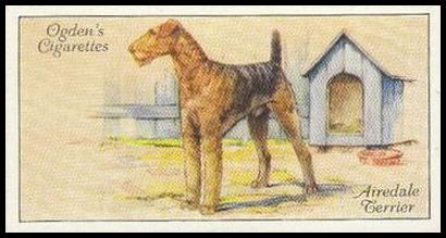 35 Airedale Terrier
